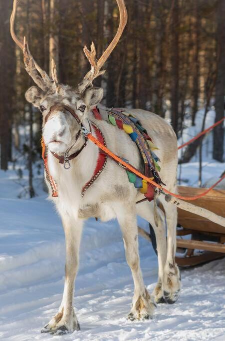 Holiday home Arctic Circle Close To Santa's Village *
